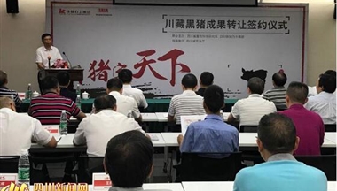 【四川新(xin)聞網】歷(li)時14年(nian)培育 “川藏黑豬”成(cheng)果轉讓簽約